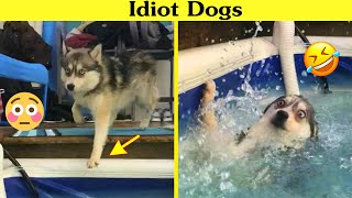 Stupid Dogs That Will Crack You Up