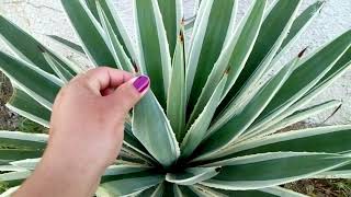 Plantas da frente de casa | Muro pintado | Galinheiro quase pronto