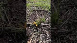 Restoration at Shollenberger Marsh