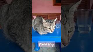 Short#Kucing#Pindah Meja#SulingBambu#HerlinaEfendy