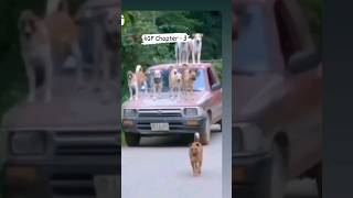 prime minister of dog protocol 🤣😂#funny #youtubeshorts #dogs #funny #fun #doglover | Urdu Hindi TV