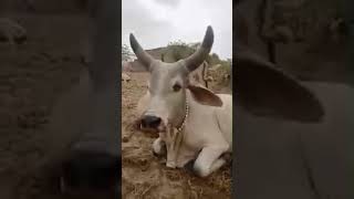 Desert Wildlife #Cows #Bull #Adorable Baby