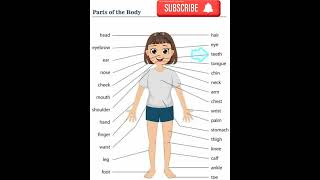 Parts of body in English