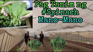 Mabilis na pagtanim at pag #harvest ng #SPINACH di ka #Lugi Ep.6 #BuhayFarmerSaJapan #BuhayOfw