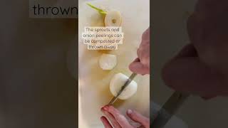 Ok to eat sprouted onions? | what to do with onion peels #traditionalcooking #urbanhomesteading