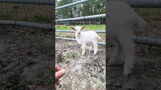 Baby Goat First Day Home