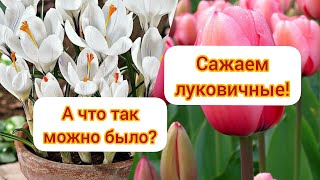 Удобный СПОСОБ  посадки ЛУКОВИЧНЫХ под МУЛЬЧУ! Переделка цветника. И всё-таки я не успела!