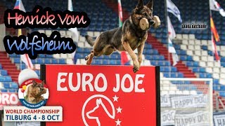 WUSV 2017 David Buss Henrik Vom Wolfsheim B Obedience 97pts