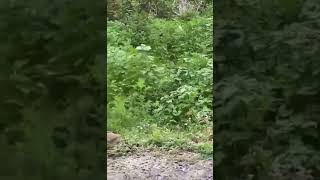 Tiger Close Encounter During Jungle Safari #shorts #viral #trending