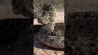 #creepycrawly #wildlife #oklahoma Prairie Rattlesnake in Oklahoma