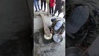 Ножной тестомес / Foot dough mixer 😯