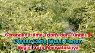 Waspada‼️Menjelang Masa Panen Serangan Hama Triphs Dan Tungau Merajalela