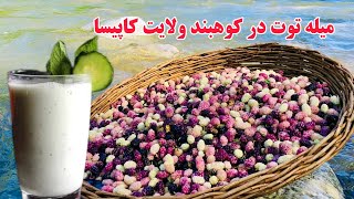 جشنواره عنعنوی توت شمالی در ولسوالی کوهبند کاپیسا با اشتراک شماری از شاعران ونویسنده گان برگزارگردید