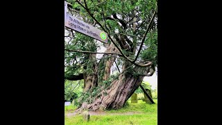 Alex Askaroff Presents one of the oldest trees on the Planet.