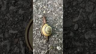 Snail