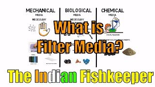 What is Filter Media | The Indian Fishkeeper