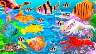 Colourful surprise eggs, crayfish, koi, angelfish, betta fish, goldfish, glofish tetra in the pool