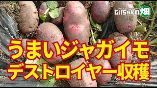 ジャガイモ収穫。スーパーで買ったグランドペチカが9倍になって収穫！【家庭菜園のジャガイモ】【デストロイヤー】12/10