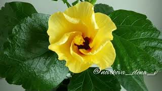 Гибискус Boreas yellow hibiscus.