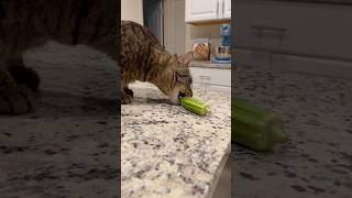 She’s hungry… #catvideo #catshort #funnypets #funnyanimalvideos #funnycatvideos