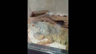 Green Iguana (iguana iguana)