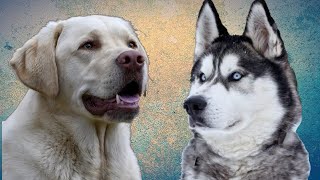 Top10 razas de Perros que mas se venden  por Moda