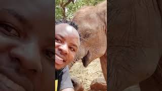 Elephants massage