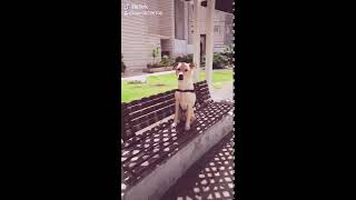 טיקטוק ישראל |funny | Toy Story Youve got a friend in me lyrics | Dogs of Tiktok | Shelleg The dog