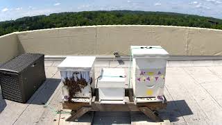 ProAssurance Rooftop Bees Livestream