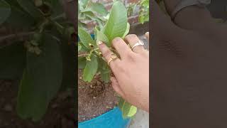 #indoorplant #gardening #garden #nature #guava #fruiting #smallplants #ytshorts #plants #shorts #yt