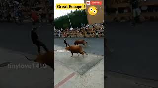 Man was chased by Bulls| @VirHut1419 #bullattack #bullshorts #shorts #subscribe