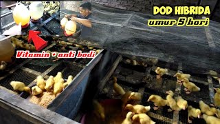 DOD hibrida umur 5 hari