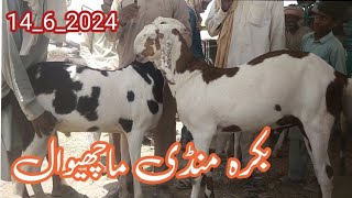 Friday Machiwall Bakra Mandi | Latest Update Bakra Mandi 14 June 2024 | Qurbani | Bakra Qurbani 2014