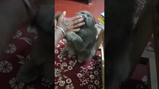 Cat funny 😂|#cat #cats #catshorts #funny #funnyshorts #youtubeshorts #shortsfeed #trending #latest