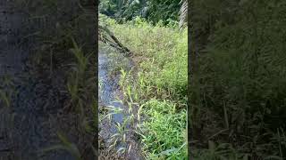 Sarang nya ikan betok besar #videoshort #viral #kebun #gambut