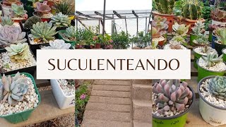 RECORRIDO SUCULENTO #succulents #jardin #vivero #suculentas