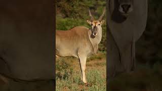 Dive Into The Fascinating World Of The Eland