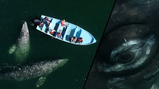 Gray Whale interactions in Baja California