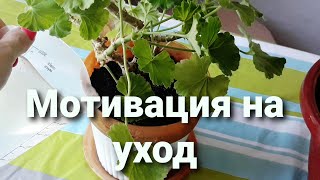 Мотивация на уют. Уличная циния из семян в горшке и постоянно цветущая пеларгония или герань. Уход