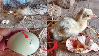 Peacock 🦚 4 eggs 🥚 & hatching hen chicken 🐔 || peacock hatching time 27 to 30 days