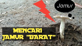 MENCARI JAMUR "BARAT" DI SEKITARAN BAMBU PINGGIRAN SUNGAI