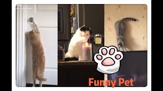 😬#FUNNY PET AT HOME#😽Try don't  laugh 🐶😬 Funniest compilation 20-2020July