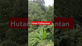 HUTAN KALIMANTAN