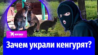 Кто украл кенгурят из зоопарков?