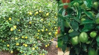 Lemon plant soil prepration || care tips and full information