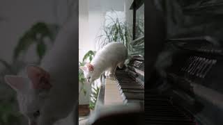 The Piano-Walking White Cat: A Feline's Musical Journey