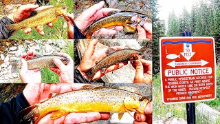 Gobbs and Gobbs of Rainbows Browns and Brook Trout Oh My - Deep Rugged Canyon Full of Trout