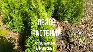 Обзор растений на апрель 24года.