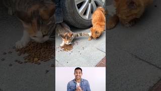 funny cat videos 😂