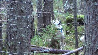 ЗАРЯЖАЮ КАПКАНЫ НА КУНИЦУ / ОХОТА НА РЯБЧИКА С МАНКОМ / ОХОТА С ЛАЙКАМИ. Сезон 24-25г.